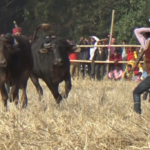 Buffaloes are slapped, pushed and stabbed during fighting in Assam – act now to stop this!