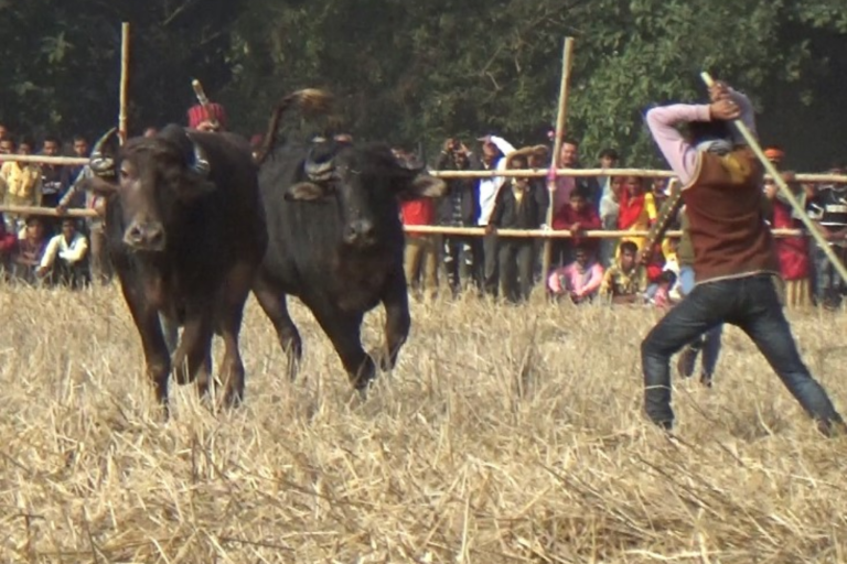 Buffaloes are slapped, pushed and stabbed during fighting in Assam – act now to stop this!